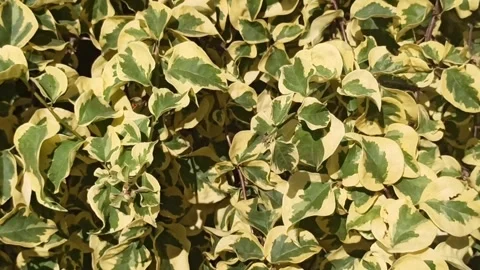 Background: green leaf Video stock 244110389