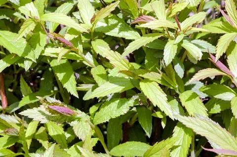 Background of green leaf in the garden Stock Photos