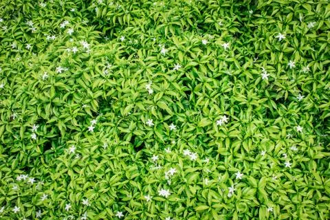Background green leaf on the natural. Stock Photos