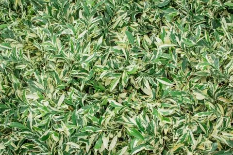 Background green leaf on the natural. Stock Photos