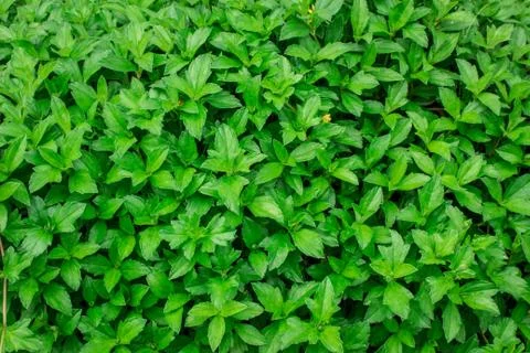 Background green leaf on the natural. Stock Photos