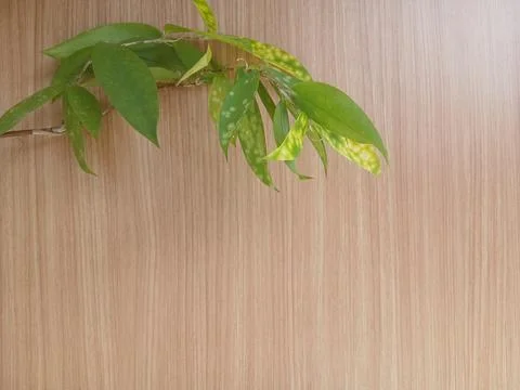 Background green leaf Stock Photos