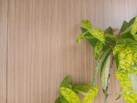 Background green leaf Stock Photos