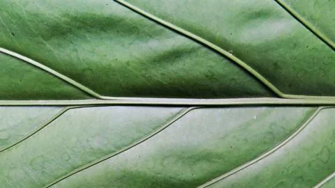 Background green Leaf1 Stock Photos