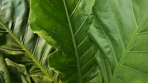 Background green Leaf2 Stock Photos