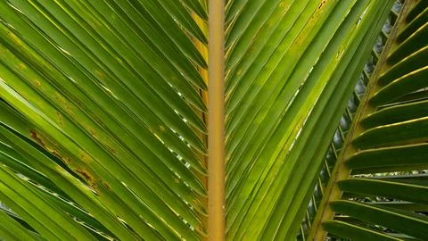 Background green Leaf3 Stock Photos