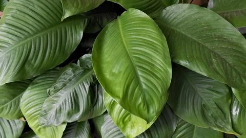 Background green Leaf4 Stock Photos
