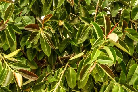 Background green leafs closeup. Summer nature light and bright natural nature 스톡 사진