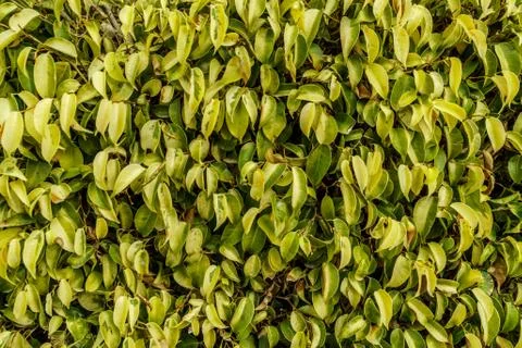 Background green leafs closeup wall. Summer nature light and bright natural n Stock Photos