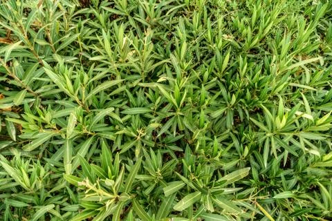 Background green leafs closeup wall. Summer nature light and bright natural n 스톡 사진