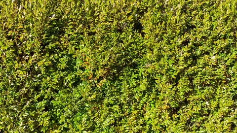 Background of green leaves, background for desktop screensaver Stock Photos