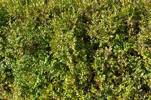 Background of green leaves, background for desktop screensaver Stock Photos