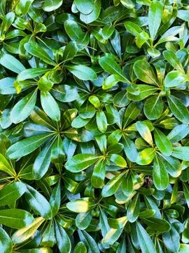 Background of green leaves. Botanical pattern. Turkey. Stock Photos