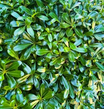 Background of green leaves. Botanical pattern. Turkey. Stock Photos
