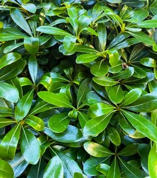 Background of green leaves. Botanical pattern. Turkey. Stock Photos