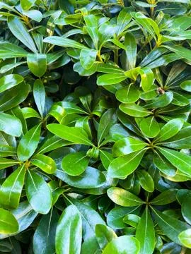Background of green leaves. Botanical pattern. Turkey. Stock Photos