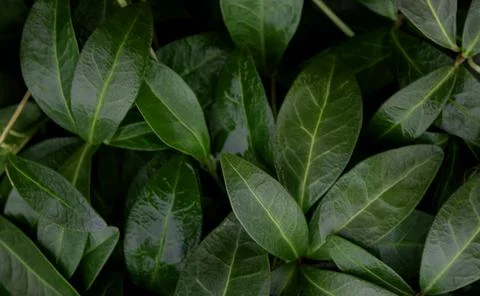 Background from green leaves. Creative layout, green leaves, layout, for ad.. Stock Photos