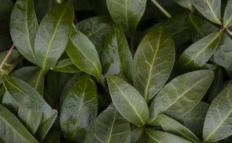Background from green leaves. Creative layout, green leaves, layout, for ad.. Stock Photos