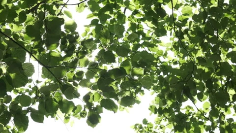 Background of green leaves. Flashes of the summer sun through the tree. Stock Footage 137533904