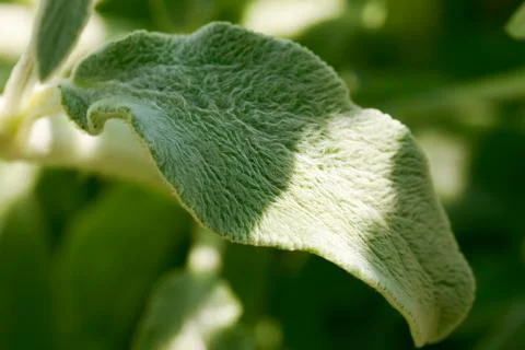 Background of green leaves Stock Photos