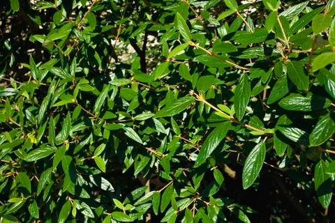 Background of green leaves Stock Photos