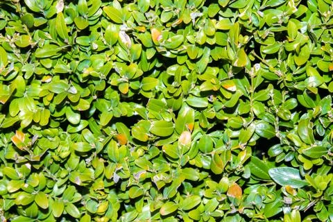 Background of green leaves Foto stock