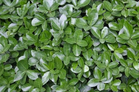 Background of green leaves Stock Photos