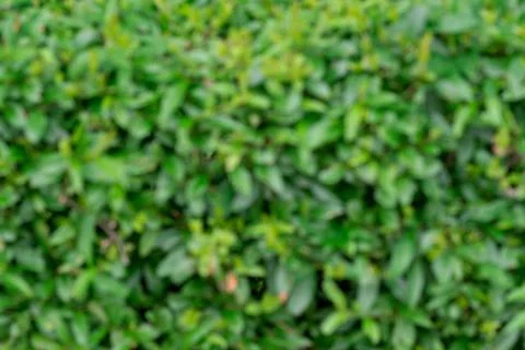 Background of green leaves Stock Photos