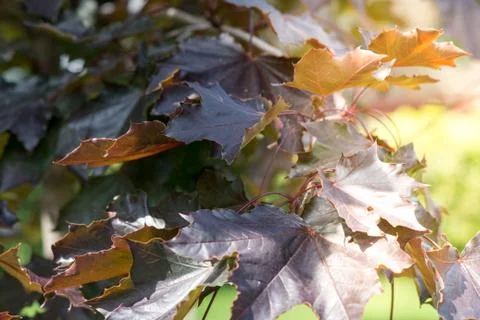 Background of green leaves Stock Photos