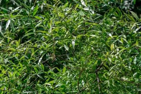 Background of green leaves Foto stock