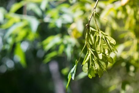 Background of green leaves Stock Photos
