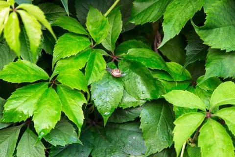 Background of green leaves Stock Photos