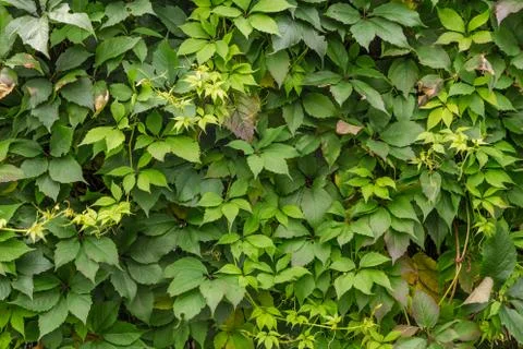 Background of green leaves Stock Photos