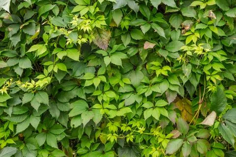 Background of green leaves Stock Photos