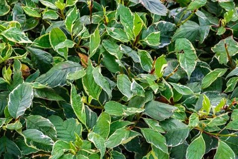 Background of green leaves. Stock Photos
