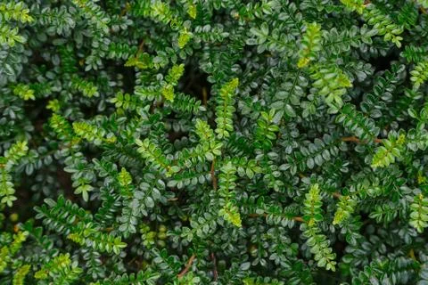 Background of green leaves Stock Photos