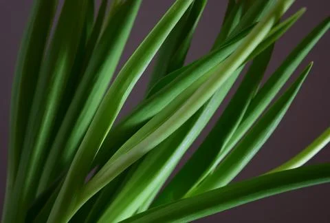 Background with green leaves Stock Photos