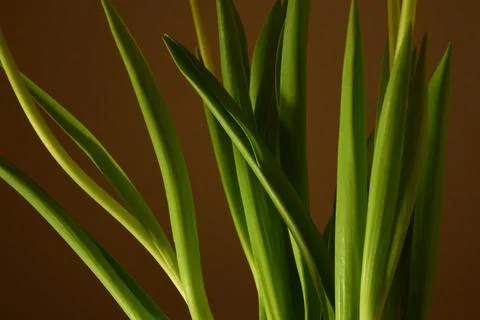 Background with green leaves Stock Photos