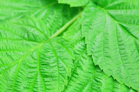 Background of green leaves of raspberry Foto stock