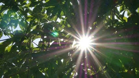 Background of green leaves. The tree leaves in the wind. Stock Footage 72272055