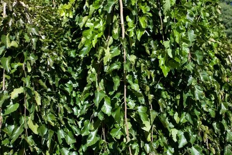 Background of green leaves of the tree Stock Photos
