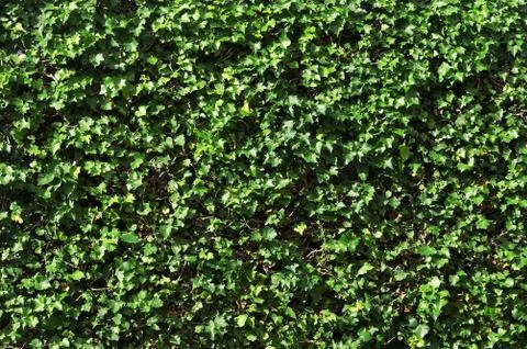 Background of green leaves wall Stock Photos