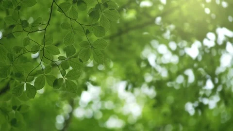Background with green leaves on the wind and space for text. Green summer Stock Footage 131672685