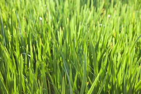 Background of green long grass Stock Photos