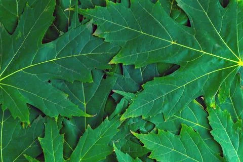Background, green maple leaves begin to yellow Stock Photos