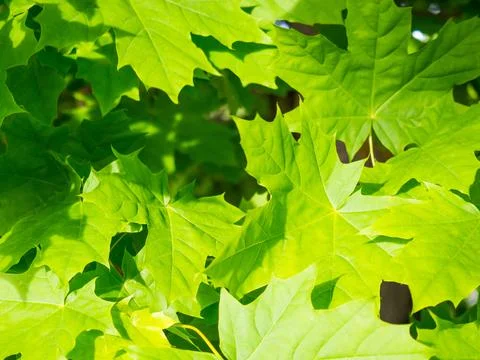 Background of green maple leaves Stock Photos