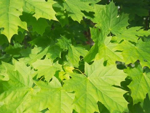 Background of green maple leaves Stock Photos