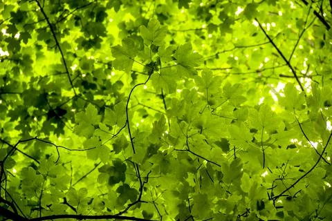 Background of green maple leaves Stock Photos