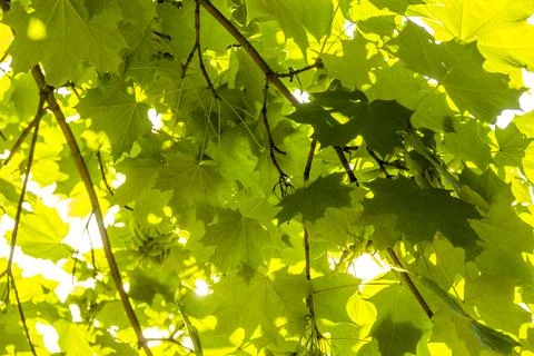 Background of green maple leaves Stock Photos