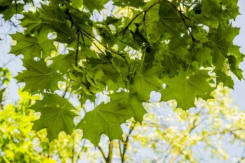 Background of green maple leaves Stock Photos
